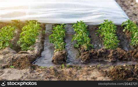 Furrow irrigation of potato plantation covered with spunbond agrofibre. Agronomy and horticulture. Harvest. Agriculture industry. Farming irrigation system. Growing crops in arid regions.