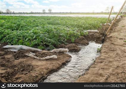 Furrow irrigation of potato plantations. Agriculture industry. Growing crops in early spring using greenhouses. Farming irrigation system. Agronomy and horticulture. Water flow control.