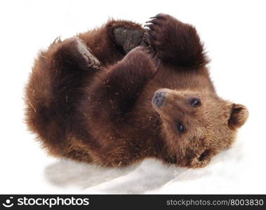 Furry Alaskan. Bear cub playing in snow