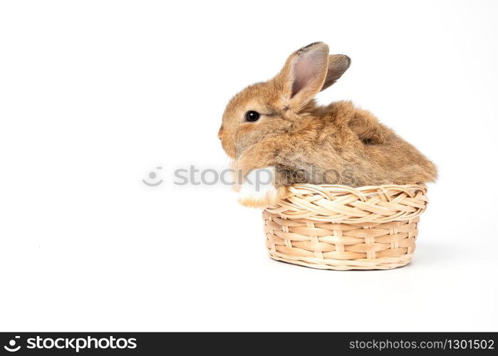 Furry and fluffy cute red brown rabbit erect ears are sitting in basket, isolated on white background. Concept of rodent pet and easter.