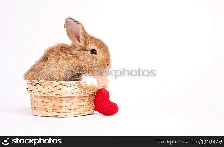 Furry and fluffy cute red brown rabbit erect ears are sitting in basket with a red heart beside, isolated on white background. Concept of rodent pet and easter.