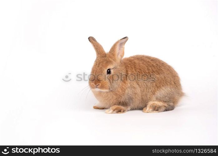 Furry and fluffy cute red brown rabbit erect ears are sitting look in the camera, isolated on white background. Concept of rodent pet and easter.