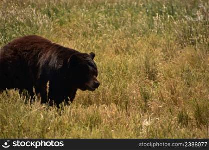 Furry black bear roaming in a field with long grass.