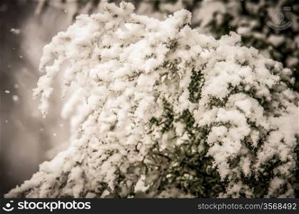 furry evergreen branches covered in snow