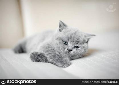 Furry grey kitty laying down lazily lifting his head up. British shorthair cat.. Furry grey kitty laying down lazily.