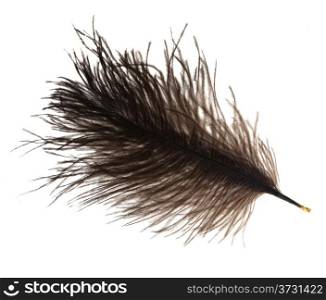 furry ostrich feather on white background close up