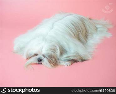 Furry white shih tzu dog on red background