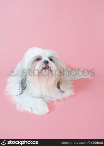 Furry white shih tzu dog on red background