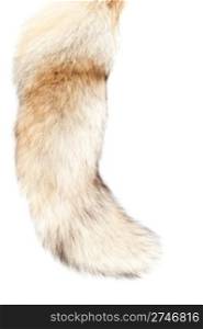 Furry winter tail of the fox. Isolated over white background