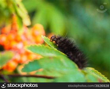 Fury dark brown caterpillar eating on a fresh green leaf in forest