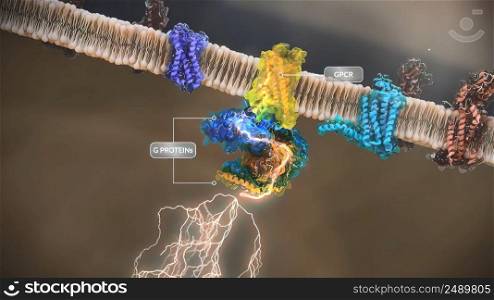 G-protein-coupled receptors  GPCRs  are the largest and most diverse group of membrane receptors in eukaryotes. 3D illustration. G-protein-coupled receptors  GPCRs  are the largest and most diverse group of membrane receptors in eukaryotes.