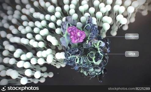 G-protein-coupled receptors  GPCRs  are the largest and most diverse group of membrane receptors in eukaryotes. 3D illustration. 3D Microbiology Medical of G Protein Coupled Receptors