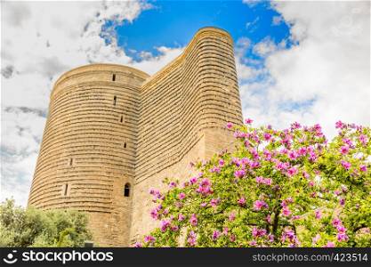 G?z Galas? or medieval maiden tower with blooming tree in the foreground, old town, Baku, Azerbaijan