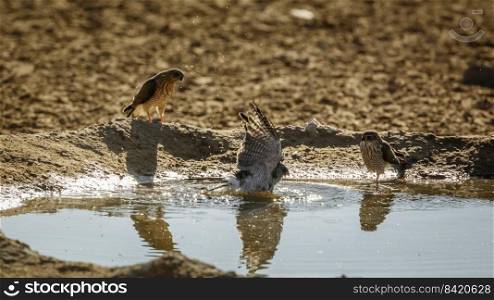 Gabar Goshawk bathing with two juveniles watchng in Kgalagadi transfrontier park, South Africa  specie  Micronisus gabar family of Accipitridae. Gabar Goshawk in Kgalagadi transfrontier park, South Africa
