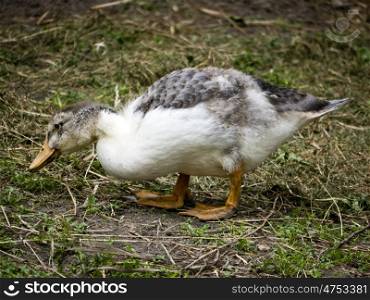 Gaensekueken-grau. gosling in search of food on a farm