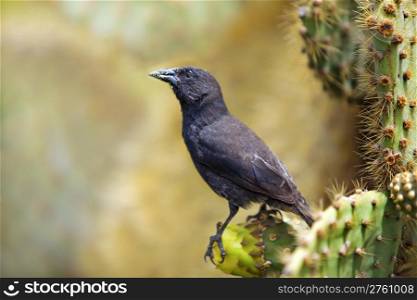 Galapagos Common Cactus Finch feeding on the cactus