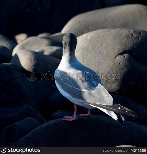 Galapagos Dove (Zenaida galapagoensis) perching on a rock, Punta Suarez, Espanola Island, Galapagos Islands, Ecuador