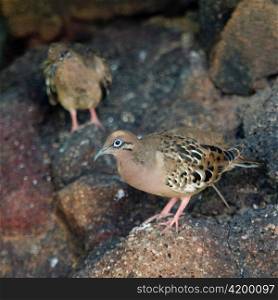 Galapagos doves (Zenaida galapagoensis), North Seymour Island, Galapagos Islands, Ecuador