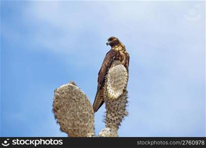 Galapagos Hawk on a cactus, Santa Fe