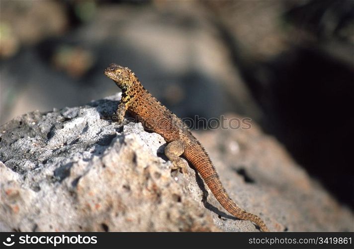 GALAPAGOS ISLANDS, ECUADOR - CIRCA JULY 2007: LAND IGUANA (Conolophus subcristatus or pallidus) perched on a rock with blurry background circa July 2007 in Galapagos Islands, Ecuador