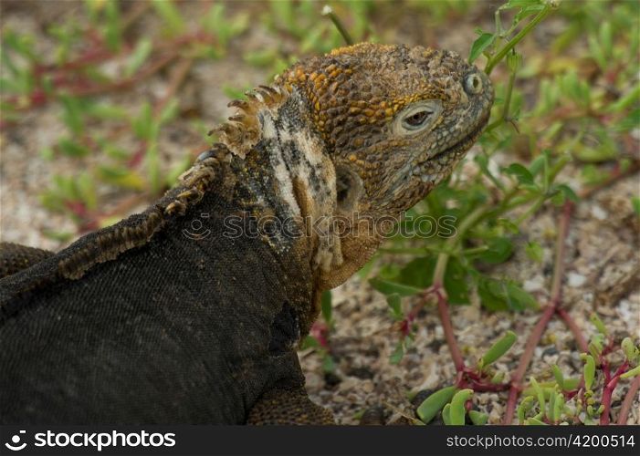 Galapagos land iguana (Conolophus subcristatus), North Seymour Island, Galapagos Islands, Ecuador