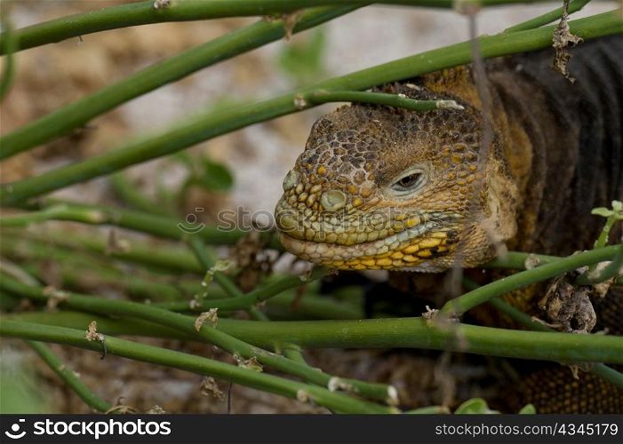 Galapagos land iguana (Conolophus subcristatus), North Seymour Island, Galapagos Islands, Ecuador