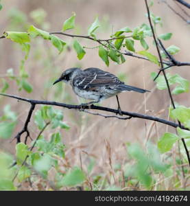 Galapagos mockingbird (Nesomimus parvulus) perching on a branch, Puerto Egas, Santiago Island, Galapagos Islands, Ecuador