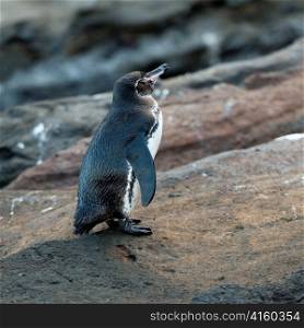 Galapagos penguin (Spheniscus mendiculus), Tagus Cove, Isabela Island, Galapagos Islands, Ecuador