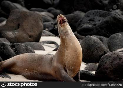 Galapagos sea lion (Zalophus californianus wollebacki) calling, Playa Ochoa, San Cristobal Island, Galapagos Islands, Ecuador