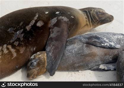 Galapagos sea lion (Zalophus californianus wollebacki), Gardner Bay, Espanola Island, Galapagos Islands, Ecuador