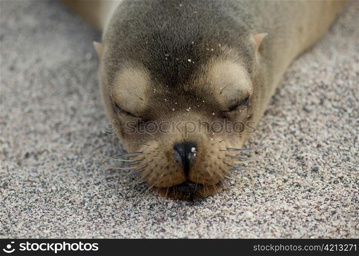 Galapagos sea lion (Zalophus californianus wollebacki), North Seymour Island, Galapagos Islands, Ecuador