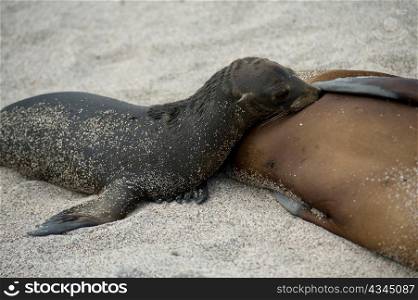 Galapagos sea lion (Zalophus californianus wollebacki) nursing its pup, North Seymour Island, Galapagos Islands, Ecuador