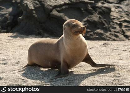 Galapagos sea lion (Zalophus californianus wollebacki), Punta Espinoza, Fernandina Island, Galapagos Islands, Ecuador