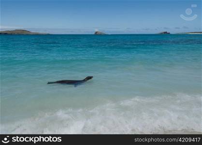 Galapagos sea lion (Zalophus californianus wollebacki) swimming in the ocean, Gardner Bay, Espanola Island, Galapagos Islands, Ecuador