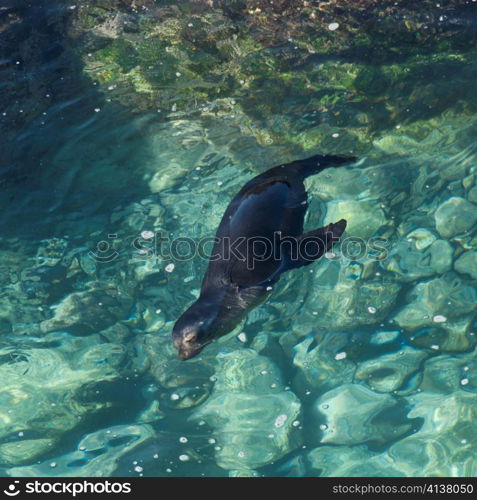 Galapagos sea lion (Zalophus californianus wollebacki) swimming, Punta Suarez, Espanola Island, Galapagos Islands, Ecuador