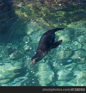 Galapagos sea lion (Zalophus californianus wollebacki) swimming, Punta Suarez, Espanola Island, Galapagos Islands, Ecuador