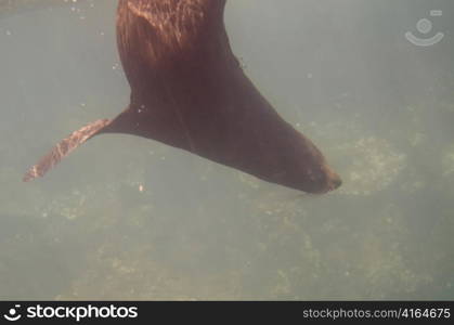 Galapagos sea lion (Zalophus californianus wollebacki) swimming underwater, Darwin Bay, Genovesa Island, Galapagos Islands, Ecuador