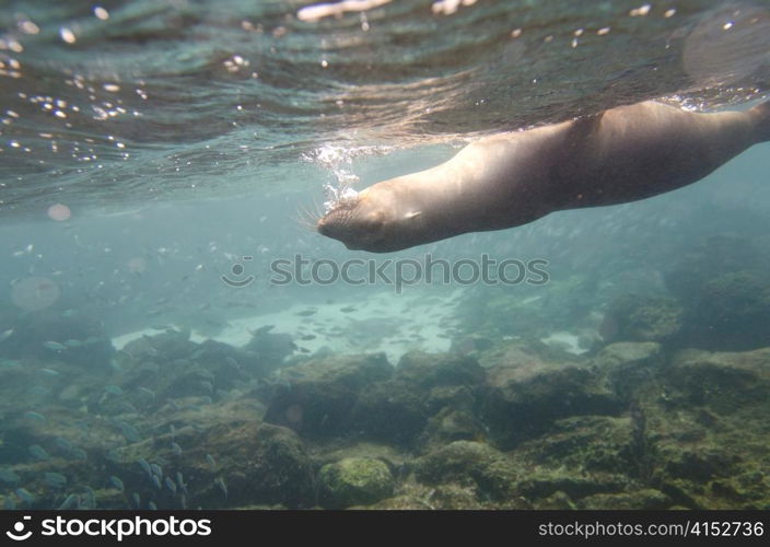 Galapagos sea lion (Zalophus californianus wollebacki) swimming underwater, San Cristobal Island, Galapagos Islands, Ecuador