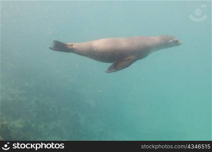 Galapagos sea lion (Zalophus californianus wollebacki) swimming underwater, San Cristobal Island, Galapagos Islands, Ecuador