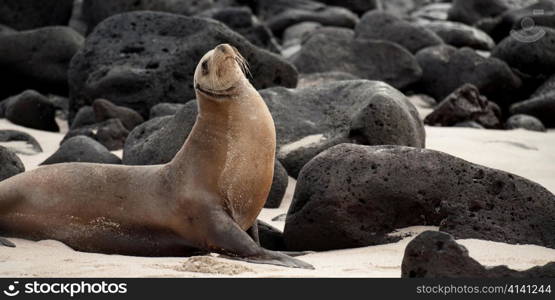 Galapagos sea lion (Zalophus californianus wollebacki) with volcanic rocks, Playa Ochoa, San Cristobal Island, Galapagos Islands, Ecuador