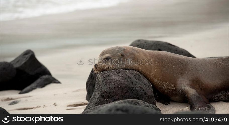 Galapagos sea lion (Zalophus californianus wollebacki) with volcanic rocks, Playa Ochoa, San Cristobal Island, Galapagos Islands, Ecuador