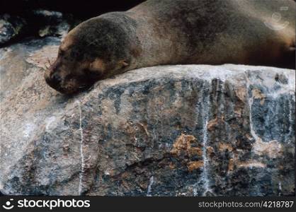 GALAPAGOS SEA LION (Zalophus wollebaeki) sleeping on a rock