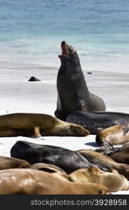 Galapagos Sea lions (Zalophus californianus wollebacki) at Gardener Bay on the island of Espanola in the Galapagos Islands - Ecuador