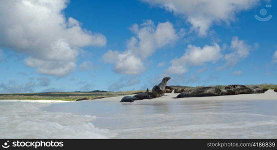 Galapagos sea lions (Zalophus californianus wollebacki) resting on the beach, Gardner Bay, Espanola Island, Galapagos Islands, Ecuador