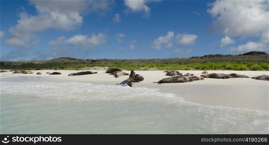 Galapagos sea lions (Zalophus californianus wollebacki) resting on the beach, Gardner Bay, Espanola Island, Galapagos Islands, Ecuador