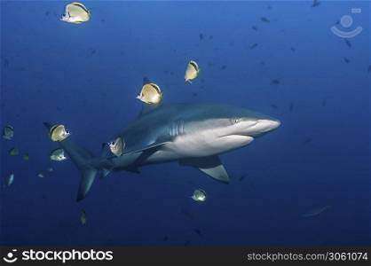 Galapagos shark (Carcharhinus galapagensis) swimming in the blue with a small group of butterfly fishes