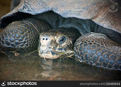 Galapagos Turtle Chelonoidis Nigra