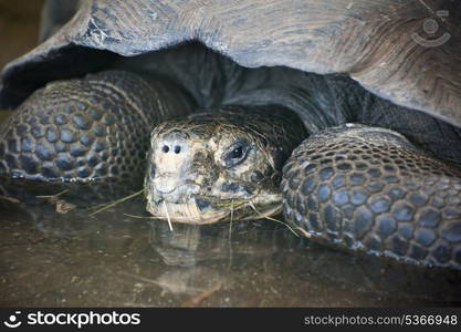 Galapagos Turtle Chelonoidis Nigra