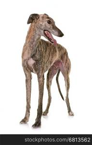 galgo espanol in front of white background