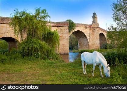 Galisteo bridge and white horse in Caceres of Extremadura Spain by the Via de la Plata way